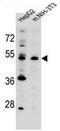 Potassium Channel Modulatory Factor 1 antibody, AP52297PU-N, Origene, Western Blot image 