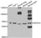 Zinc Finger And BTB Domain Containing 16 antibody, LS-C334349, Lifespan Biosciences, Western Blot image 