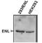 AF4/FMR2 Family Member 1 antibody, 34043, QED Bioscience, Western Blot image 