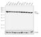 Eukaryotic Translation Elongation Factor 2 antibody, 702807, Invitrogen Antibodies, Western Blot image 