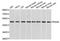 Protein Disulfide Isomerase Family A Member 6 antibody, STJ24944, St John