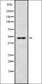 Ras Related GTP Binding D antibody, orb338608, Biorbyt, Western Blot image 