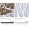 CNN1 antibody, NBP1-87029, Novus Biologicals, Immunohistochemistry paraffin image 