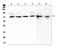 Mucin 20, Cell Surface Associated antibody, A07372, Boster Biological Technology, Western Blot image 