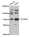 Toll Like Receptor Adaptor Molecule 1 antibody, orb49052, Biorbyt, Western Blot image 