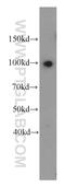 Splicing Factor Proline And Glutamine Rich antibody, 15585-1-AP, Proteintech Group, Western Blot image 