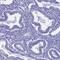 Galactosidase Beta 1 Like antibody, HPA043058, Atlas Antibodies, Immunohistochemistry paraffin image 