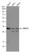 Single-Strand-Selective Monofunctional Uracil-DNA Glycosylase 1 antibody, GTX132564, GeneTex, Western Blot image 