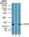 Chromobox 5 antibody, NBP2-24602, Novus Biologicals, Western Blot image 