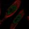 Impact RWD Domain Protein antibody, PA5-59805, Invitrogen Antibodies, Immunofluorescence image 
