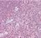 Cytokine Receptor Like Factor 2 antibody, 90011, QED Bioscience, Immunohistochemistry frozen image 