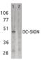 CD209 antigen antibody, PA5-19967, Invitrogen Antibodies, Western Blot image 