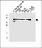 Myogenic Differentiation 1 antibody, A00964-1, Boster Biological Technology, Western Blot image 