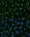 ATP Synthase F1 Subunit Gamma antibody, 15-951, ProSci, Immunofluorescence image 