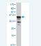 Glypican 1 antibody, H00002817-A01, Novus Biologicals, Western Blot image 