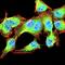 MOS Proto-Oncogene, Serine/Threonine Kinase antibody, orb101270, Biorbyt, Immunofluorescence image 