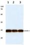 Cerebellin 2 Precursor antibody, PA5-36471, Invitrogen Antibodies, Western Blot image 