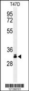 Dickkopf WNT Signaling Pathway Inhibitor 1 antibody, 64-019, ProSci, Western Blot image 