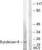 Syndecan 4 antibody, LS-C117934, Lifespan Biosciences, Western Blot image 