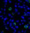 Lymphocyte Activating 3 antibody, RF16083, ProSci, Immunofluorescence image 
