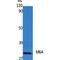 Glycoprotein M6A antibody, LS-C386813, Lifespan Biosciences, Western Blot image 