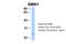 SMN antibody, 29-213, ProSci, Western Blot image 