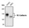 Cadherin 5 antibody, PA5-17401, Invitrogen Antibodies, Western Blot image 