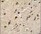 DEAD-Box Helicase 5 antibody, PA5-14367, Invitrogen Antibodies, Immunohistochemistry frozen image 