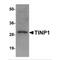 Ribosome biogenesis protein NSA2 homolog antibody, MBS151142, MyBioSource, Western Blot image 