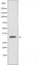 Olfactory Receptor Family 1 Subfamily S Member 1 (Gene/Pseudogene) antibody, orb227563, Biorbyt, Western Blot image 