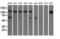 Insulin Like Growth Factor 2 MRNA Binding Protein 2 antibody, LS-C175780, Lifespan Biosciences, Western Blot image 