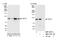 TATA-Box Binding Protein Associated Factor, RNA Polymerase I Subunit C antibody, NBP2-12779, Novus Biologicals, Western Blot image 