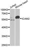 Intercellular Adhesion Molecule 2 antibody, STJ24115, St John