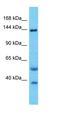 REV1 DNA Directed Polymerase antibody, orb327223, Biorbyt, Western Blot image 