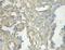 Oxysterol Binding Protein Like 11 antibody, 11318-1-AP, Proteintech Group, Immunohistochemistry frozen image 