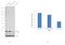 T Cell Leukemia/Lymphoma 1A antibody, 39-4800, Invitrogen Antibodies, Western Blot image 