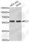 B-cell lymphoma 3 protein antibody, A7265, ABclonal Technology, Western Blot image 