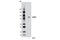 CCCTC-Binding Factor Like antibody, 6890S, Cell Signaling Technology, Western Blot image 