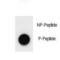 E1A Binding Protein P300 antibody, LS-C157716, Lifespan Biosciences, Dot Blot image 