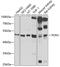 Paraoxonase 1 antibody, GTX64465, GeneTex, Western Blot image 