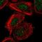 ER Membrane Protein Complex Subunit 6 antibody, HPA062681, Atlas Antibodies, Immunofluorescence image 