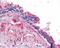 Bone Morphogenetic Protein 4 antibody, 49-648, ProSci, Immunohistochemistry frozen image 