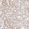 Myomesin 3 antibody, NBP1-81961, Novus Biologicals, Immunohistochemistry frozen image 