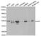 Autoimmune Regulator antibody, LS-B11914, Lifespan Biosciences, Western Blot image 