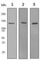 Lipin 1 antibody, ab92316, Abcam, Western Blot image 
