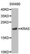 KRAS Proto-Oncogene, GTPase antibody, LS-C331334, Lifespan Biosciences, Western Blot image 