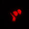 Heterogeneous Nuclear Ribonucleoprotein K antibody, GTX32194, GeneTex, Immunofluorescence image 