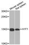 AIF1 antibody, STJ22554, St John