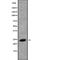 Protein CREG1 antibody, abx149550, Abbexa, Western Blot image 