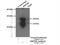 RNA Binding Protein, MRNA Processing Factor antibody, 15187-1-AP, Proteintech Group, Immunoprecipitation image 